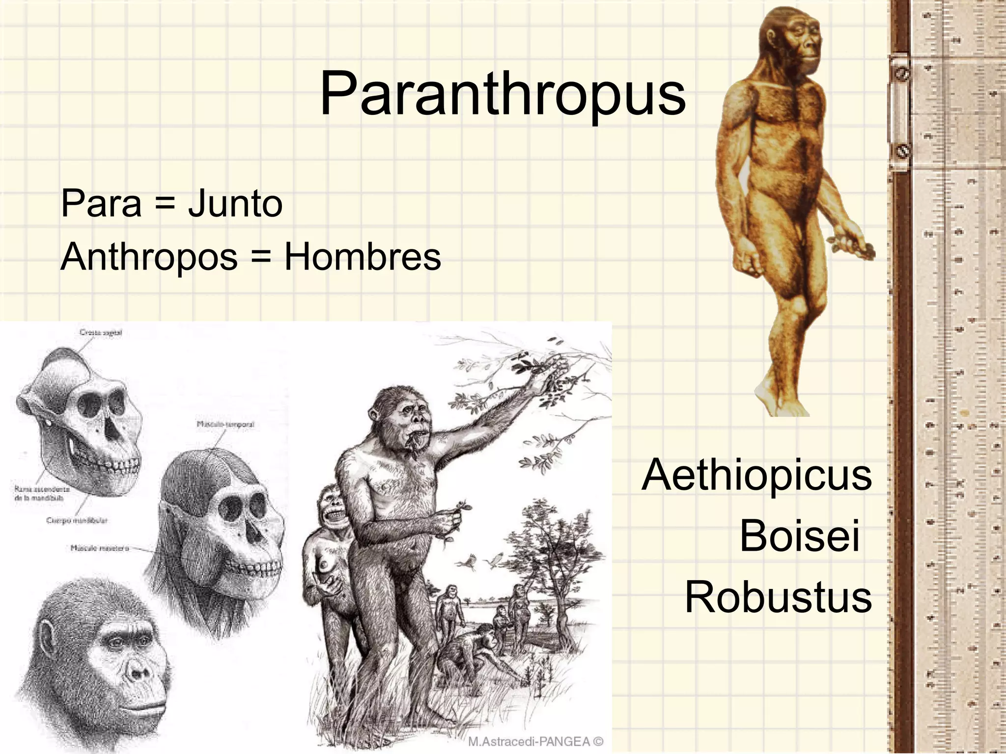 Paranthropus Para = Junto Anthropos = Hombres Aethiopicus Boisei  Robustus 