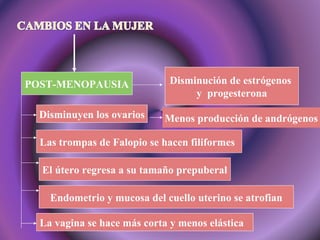 POST-MENOPAUSIA Disminución de estrógenos  y  progesterona Disminuyen los ovarios Menos producción de andrógenos Las trompas de Falopio se hacen filiformes El útero regresa a su tamaño prepuberal Endometrio y mucosa del cuello uterino se atrofian La vagina se hace más corta y menos elástica 