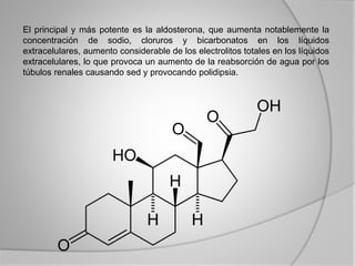 El principal y más potente es la aldosterona, que aumenta notablemente la
concentración de sodio, cloruros y bicarbonatos en los líquidos
extracelulares, aumento considerable de los electrolitos totales en los líquidos
extracelulares, lo que provoca un aumento de la reabsorción de agua por los
túbulos renales causando sed y provocando polidipsia.
 