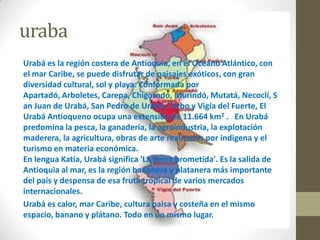 uraba
Urabá es la región costera de Antioquia, en el Océano Atlántico, con
el mar Caribe, se puede disfrutar de paisajes exóticos, con gran
diversidad cultural, sol y playa. Conformada por
Apartadó, Arboletes, Carepa, Chigorodó, Murindó, Mutatá, Necoclí, S
an Juan de Urabá, San Pedro de Urabá, Turbo y Vigía del Fuerte, El
Urabá Antioqueno ocupa una extensión de 11.664 km2 . En Urabá
predomina la pesca, la ganadería, la agroindustria, la explotación
maderera, la agricultura, obras de arte realizadas por indigena y el
turismo en materia económica.
En lengua Katia, Urabá significa 'La tierra prometida'. Es la salida de
Antioquia al mar, es la región bananera y platanera más importante
del país y despensa de esa fruta tropical de varios mercados
internacionales.
Urabá es calor, mar Caribe, cultura paisa y costeña en el mismo
espacio, banano y plátano. Todo en un mismo lugar.
 
