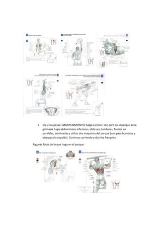 •   Día 2 sin pesas: (MANTENIMIENTO) Salgo a correr, me paro en el parque de la
       gimnasia hago abdominales inferiores, oblicuos, lumbares, fondos en
       paralelas, dominadas y utilizo dos maquinas del parque (una para hombros y
       otro para la espalda). Continuo corriendo y duchita fresquita.

Algunas fotos de lo que hago en el parque:
 