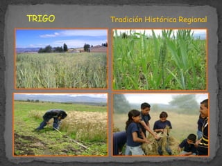 TRIGO Tradición Histórica Regional
 