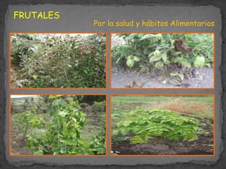 FRUTALES
Por la salud y hábitos Alimentarios
 