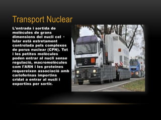 Transport Nuclear
L'entrada i sortida de
molècules de grans
dimensions del nucli cel ·
lular està estretament
controlada pels complexos
de porus nuclear (CPN). Tot
i les petites molècules
poden entrar al nucli sense
regulació, macromolècules
com l'ARN i les proteïnes
requereixen associació amb
carioferinas importins
cridat a entrar al nucli i
exportins per sortir.
 