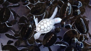 Pic - Reuterswww.superception.fr
 