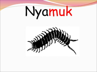 Nya muk 