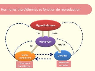 Hormones thyroïdiennes et fonction de reproduction
GonadesGlande
thyroïdienne
Hypophyse
Hormones
sexuelles
Hormones
thyroïdiennes
Hypothalamus
TRH GnRH
TSH
FSH/LH
 