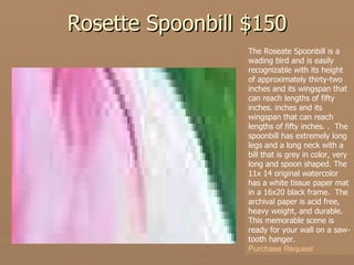 Rosette Spoonbill $150 The Roseate Spoonbill is a wading bird and is easily recognizable with its height of approximately thirty-two inches and its wingspan that can reach lengths of fifty inches. inches and its wingspan that can reach lengths of fifty inches.  .  The spoonbill has extremely long legs and a long neck with a bill that is grey in color, very long and spoon shaped.  The 11x 14 original watercolor has a white tissue paper mat in a 16x20 black frame.  The archival paper is acid free, heavy weight, and durable.  This memorable scene is ready for your wall on a saw-tooth hanger.   Purchase Request   