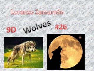 Lorenzo Zamarrón Wolves #26 9D 