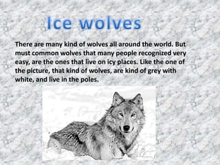 Ice wolvesThere are many kind of wolves all around the world. But must common wolves that many people recognized very easy, are the ones that live on icy places. Like the one of the picture, that kind of wolves, are kind of grey with white, and live in the poles.