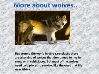 More about wolves..Butaround the world in very rare places there are also kind of wolves that don’t need to live in snow or in cold places. But must of the wolves need cold places to survive, like the ones that life near Africa.