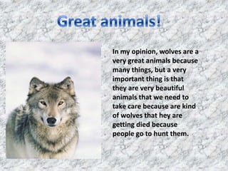 Great animals!In my opinion, wolves are a very great animals because many things, but a very important thing is that they are very beautiful animals that we need to take care because are kind of wolves that hey are getting died because people go to hunt them.