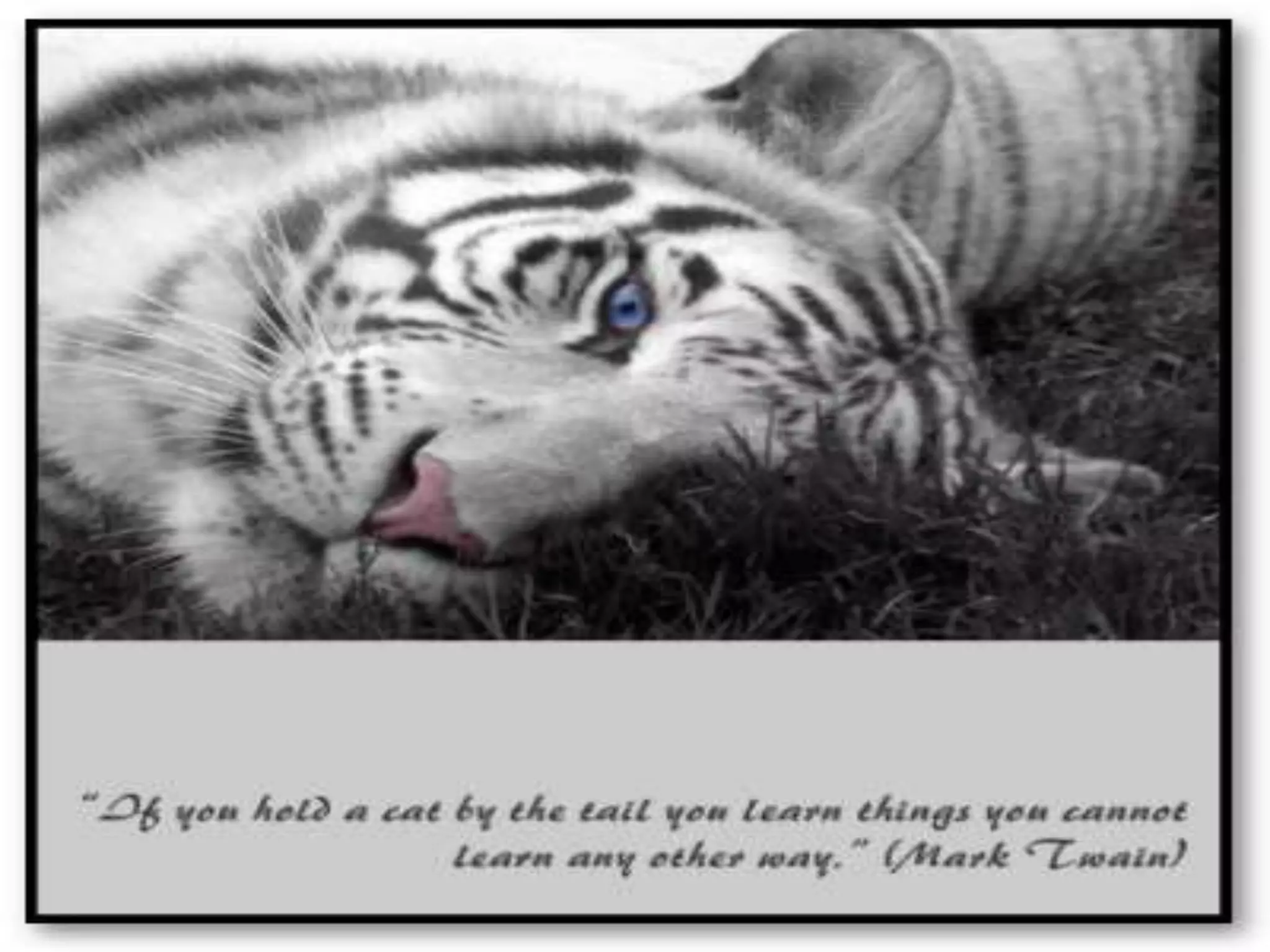 “If you hold a cat by the tail you learn things you cannot learn any other way.”