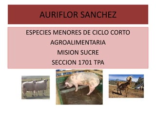 AURIFLOR SANCHEZ
ESPECIES MENORES DE CICLO CORTO
AGROALIMENTARIA
MISION SUCRE
SECCION 1701 TPA
 