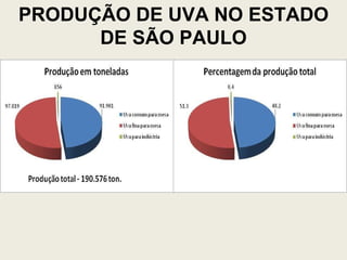 PRODUÇÃO DE UVA NO ESTADO DE SÃO PAULO 