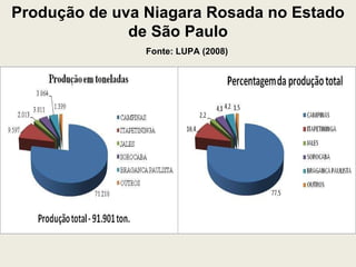 Produção de uva Niagara Rosada no Estado de São Paulo Fonte: LUPA (2008) 