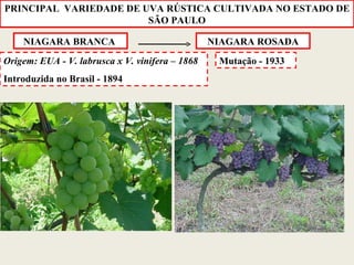NIAGARA BRANCA  Origem: EUA - V. labrusca x V. vinifera – 1868 Introduzida no Brasil - 1894 NIAGARA ROSADA PRINCIPAL  VARIEDADE DE UVA RÚSTICA CULTIVADA NO ESTADO DE SÃO PAULO Mutação - 1933 