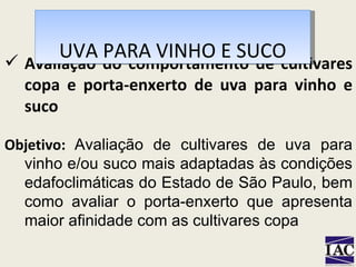 Avaliação do comportamento de cultivares copa e porta-enxerto de uva para vinho e suco UVA PARA VINHO E SUCO Objetivo:  Avaliação de cultivares de uva para vinho e/ou suco mais adaptadas às condições edafoclimáticas do Estado de São Paulo, bem como avaliar o porta-enxerto que apresenta maior afinidade com as cultivares copa   