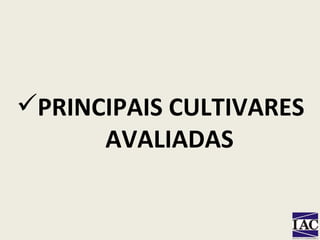 PRINCIPAIS CULTIVARES AVALIADAS 