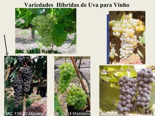 IAC 138-22 Máximo IAC  116-31 Rainha IAC 21-14 Madalena Variedades  Híbridas de Uva para Vinho Lorena Violeta 