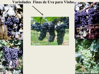 Cabernet Fanc Cabernet Sauvignon Merlot Syrah Sauvignon Blanc Variedades  Finas de Uva para Vinho 