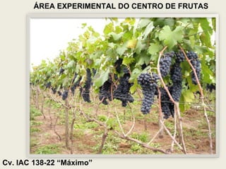 Cv. IAC 138-22 “Máximo” ÁREA EXPERIMENTAL DO CENTRO DE FRUTAS 