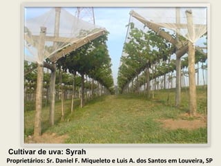 Cultivar de uva: Syrah  Proprietários: Sr. Daniel F. Miqueleto e Luis A. dos Santos em Louveira, SP   