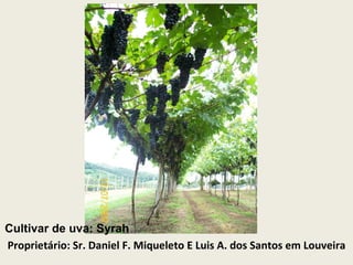 Cv. Syrah  Proprietário: Sr. Daniel F. Miqueleto E Luis A. dos Santos em Louveira Cultivar de uva: Syrah  