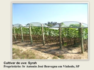 Proprietário: Sr Antonio José Benvegnu em Vinhedo, SP Cultivar de uva: Syrah  