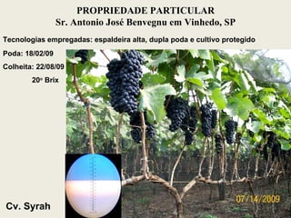 Tecnologias empregadas: espaldeira alta, dupla poda e cultivo protegido Poda: 18/02/09 Colheita: 22/08/09 20 o  Brix PROPRIEDADE PARTICULAR Sr. Antonio José Benvegnu em Vinhedo, SP Cv. Syrah  