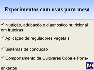 Experimentos com uvas para mesa Nutrição, adubação e diagnóstico nutricional em fruteiras Aplicação de reguladores vegetais Sistemas de condução Comportamento de Cultivares Copa e Porta- enxertos 
