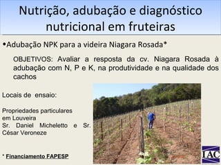 Nutrição, adubação e diagnóstico nutricional em fruteiras Adubação NPK para a videira Niagara Rosada* OBJETIVOS:  Avaliar a resposta da cv. Niagara Rosada à adubação com N, P e K, na produtividade e na qualidade dos cachos *  Financiamento FAPESP Locais de  ensaio:  Propriedades particulares em Louveira Sr. Daniel Micheletto e Sr. César Veroneze 