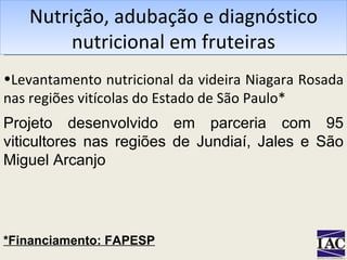 Nutrição, adubação e diagnóstico nutricional em fruteiras Projeto desenvolvido em parceria com 95 viticultores nas regiões de Jundiaí, Jales e São Miguel Arcanjo *Financiamento: FAPESP Levantamento nutricional da videira Niagara Rosada nas regiões vitícolas do Estado de São Paulo* 