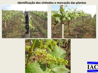 Identificação dos vinhedos e marcação das plantas 