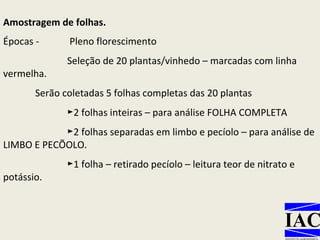 Amostragem de folhas.   Épocas -  Pleno florescimento Seleção de 20 plantas/vinhedo – marcadas com linha vermelha. Serão coletadas 5 folhas completas das 20 plantas ► 2 folhas inteiras – para análise FOLHA COMPLETA ► 2 folhas separadas em limbo e pecíolo – para análise de LIMBO E PECÍOLO. ► 1 folha – retirado pecíolo – leitura teor de nitrato e potássio. 