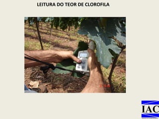 LEITURA DO TEOR DE CLOROFILA 