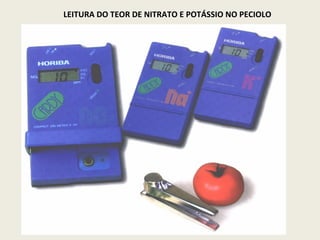LEITURA DO TEOR DE NITRATO E POTÁSSIO NO PECIOLO 