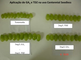 Testemunha 2mg/L TDZ 5mg/L GA 3 5mg/L GA 3 + 3mg/L TDZ Aplicação de GA 3  e TDZ na uva Centennial Seedless 