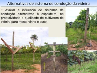 Alternativas de sistema de condução da videira Avaliar a influência de sistemas de condução alternativos à espaldeira, na produtividade e qualidade de cultivares de videira para mesa, vinho e suco. 