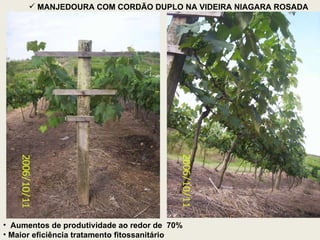 Aumentos de produtividade ao redor de  70% Maior eficiência tratamento fitossanitário MANJEDOURA COM CORDÃO DUPLO NA VIDEIRA NIAGARA ROSADA 