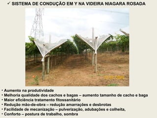 Aumento na produtividade Melhoria qualidade dos cachos e bagas – aumento tamanho de cacho e baga Maior eficiência tratamento fitossanitário Redução mão-de-obra – redução amarrações e desbrotas Facilidade de mecanização – pulverização, adubações e colheita, Conforto – postura de trabalho, sombra SISTEMA DE CONDUÇÃO EM Y NA VIDEIRA NIAGARA ROSADA 