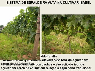 Isabel conduzida em espaldeira alta Aumentos da qualidade – elevação do teor de açúcar em cerca de 4° Brixnitário Melhoria na qualidade dos cachos – elevação do teor de açúcar em cerca de 4° Brix em relação à espaldeira tradicional SISTEMA DE ESPALDEIRA ALTA NA CULTIVAR ISABEL 