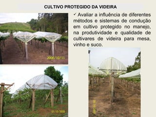 CULTIVO PROTEGIDO DA VIDEIRA Avaliar a influência de diferentes métodos e sistemas de condução em cultivo protegido no manejo, na produtividade e qualidade de cultivares de videira para mesa, vinho e suco. 
