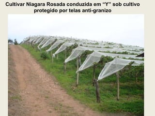 Cultivar Niagara Rosada conduzida em “Y” sob cultivo protegido por telas anti-granizo 