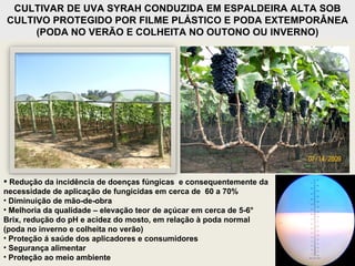 Redução da incidência de doenças fúngicas  e consequentemente da necessidade de aplicação de fungicidas em cerca de  60 a 70% Diminuição de mão-de-obra Melhoria da qualidade – elevação teor de açúcar em cerca de 5-6° Brix, redução do pH e acidez do mosto, em relação à poda normal (poda no inverno e colheita no verão) Proteção á saúde dos aplicadores e consumidores Segurança alimentar Proteção ao meio ambiente  CULTIVAR DE UVA SYRAH CONDUZIDA EM ESPALDEIRA ALTA SOB CULTIVO PROTEGIDO POR FILME PLÁSTICO E PODA EXTEMPORÂNEA (PODA NO VERÃO E COLHEITA NO OUTONO OU INVERNO) 