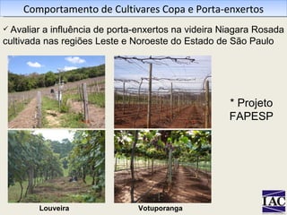 Comportamento de Cultivares Copa e Porta-enxertos Avaliar a influência de porta-enxertos na videira Niagara Rosada cultivada nas regiões Leste e Noroeste do Estado de São Paulo * Projeto FAPESP Votuporanga Louveira 