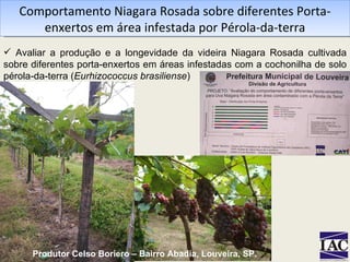 Comportamento Niagara Rosada sobre diferentes Porta-enxertos em área infestada por Pérola-da-terra Avaliar a produção e a longevidade da videira Niagara Rosada cultivada sobre diferentes porta-enxertos em áreas infestadas com a cochonilha de solo pérola-da-terra ( Eurhizococcus brasiliense ) Produtor Celso Boriero – Bairro Abadia, Louveira, SP. 