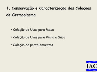 1. Conservação e Caracterização das Coleções de Germoplasma Coleção de Uvas para Mesa Coleção de Uvas para Vinho e Suco Coleção de porta-enxertos 