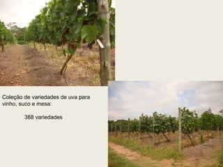 Coleção de variedades de uva para vinho, suco e mesa:  388 variedades  