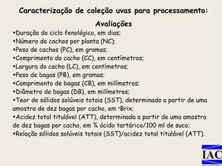 Caracterização de coleção uvas para processamento: Avaliações Duração do ciclo fenológico, em dias; Número de cachos por planta (NC); Peso de cachos (PC), em gramas; Comprimento do cacho (CC), em centímetros; Largura do cacho (LC), em centímetros; Peso de bagas (PB), em gramas; Comprimento de bagas (CB), em milímetros; Diâmetro de bagas (DB), em milímetros; Teor de sólidos solúveis totais (SST), determinado a partir de uma amostra de dez bagas por cacho, em  o Brix; Acidez total titulável (ATT), determinada a partir de uma amostra de dez bagas por cacho, em % ácido tartárico/100 ml de suco; Relação sólidos solúveis totais (SST)/acidez total titulável (ATT). 
